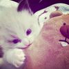 dina_a1983