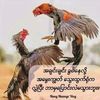 aung18387
