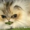 vzm_.._leemonk