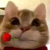 miuquncam