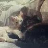 ur.useless_human
