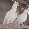 uc.vsv