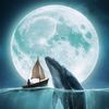 killer_whale_9