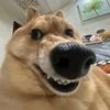 quemevezpicheperro