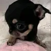 tnq