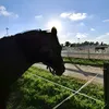 karmahorses