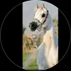 qdshw77