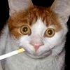 _nikita_melonan_