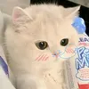_meohayluoi