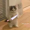 hphngcut