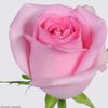 muhammad.faheem4034