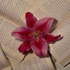 shaden_1671