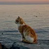 bithequenroi