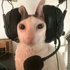 crazycato3