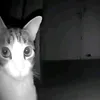 nate.0_0.69