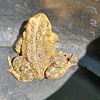 x22thetoadking