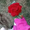 amina.rabie