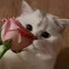 nia_qa_10
