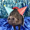 PigtubeWithChucky