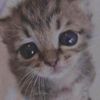 macmeows