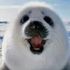 eiamico