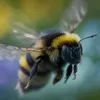 hummel00