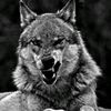 wooooolf_10