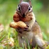 🌰Chipmunks 🥜