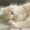 nmthuy_2710