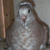 abilovdu3