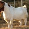 toyafarm