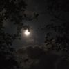 mwn._5477