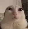 bogdan.lican.rare