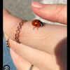 ladybird911