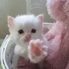 cutiedoutie