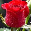 cicek_8990