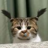 oweeennssz