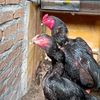 DUMAI SHAMO BREEDER