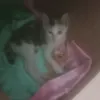 liykizi_emojicat