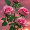 hamidmanzoor660
