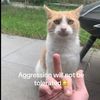 el_nicoo01
