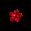 aisha_shah85