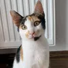 nolix_simka