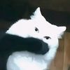intj554