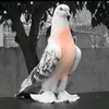 adnanamusasprinkl