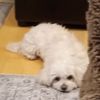 www.tiktok.comviky.6