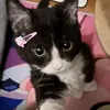 palhetta_