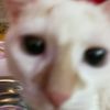 tfnyzy