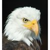 eagle.eagle370