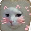 meow88733